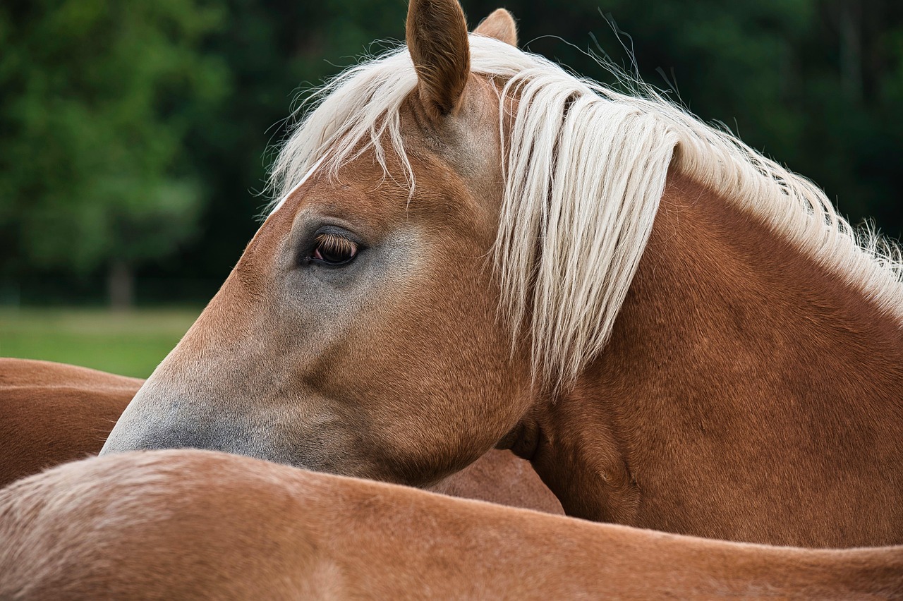 Bloedonderzoek bij paarden
